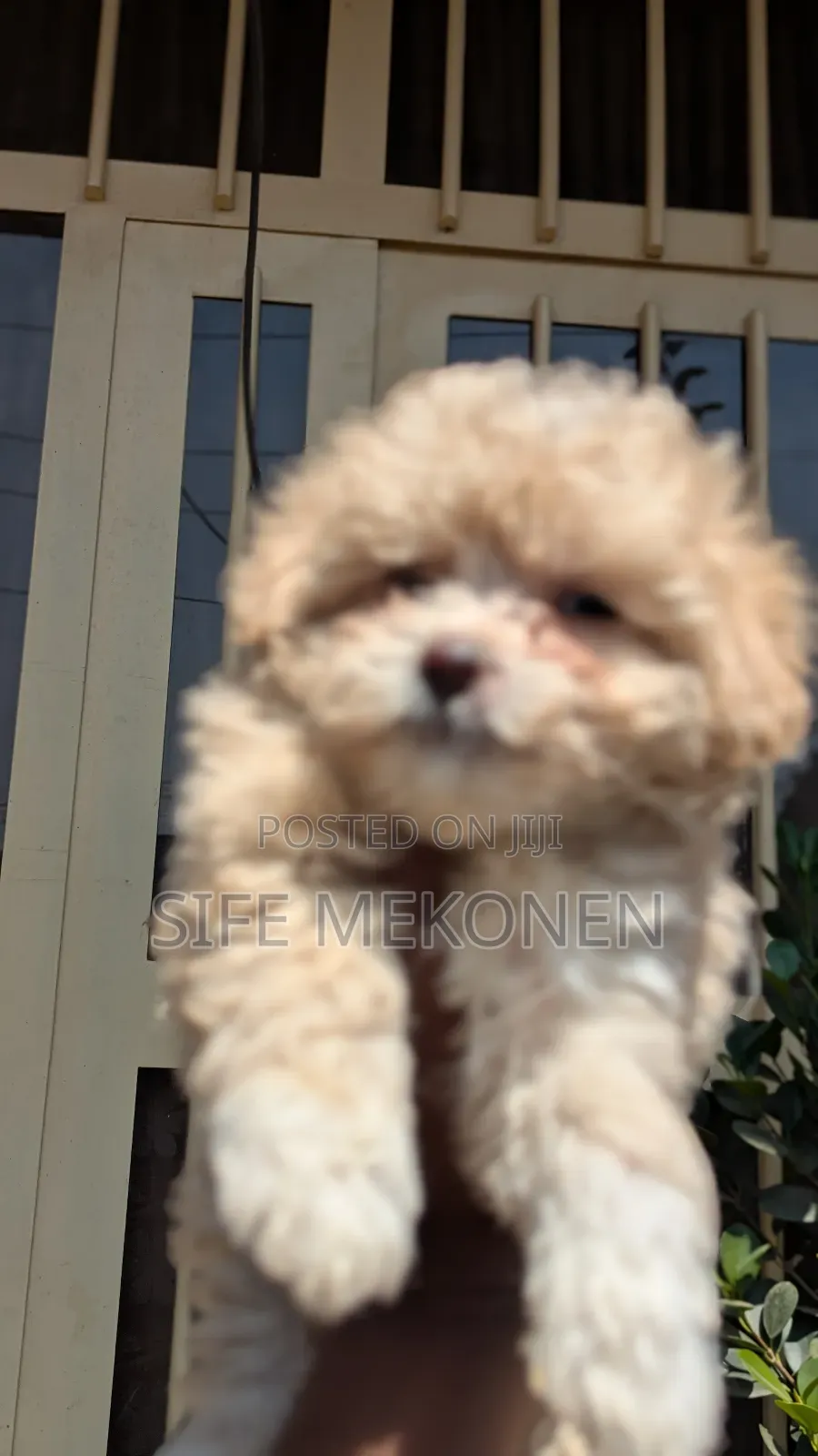 1-3 months Male Purebred Maltese