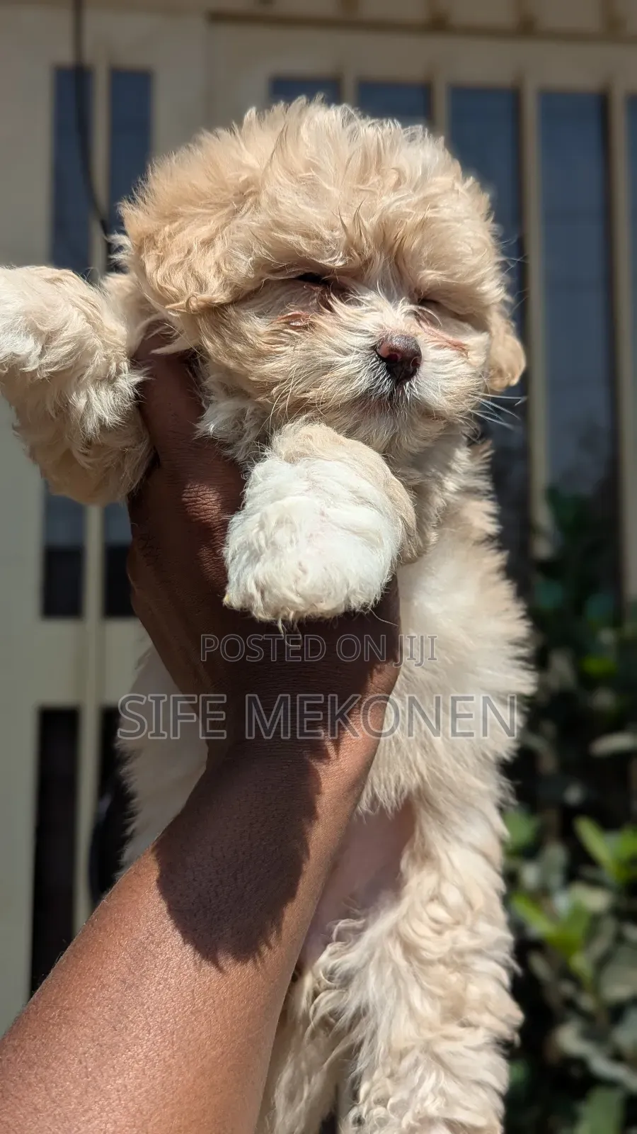 1-3 months Male Purebred Maltese