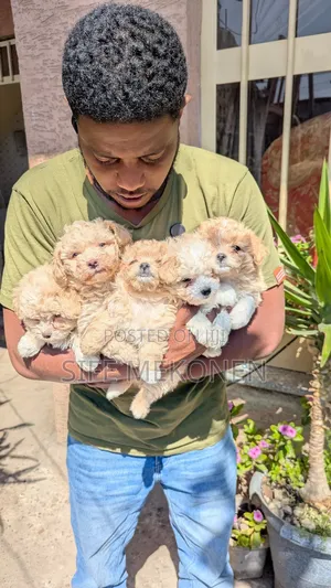 1-3 months Male Purebred Maltese