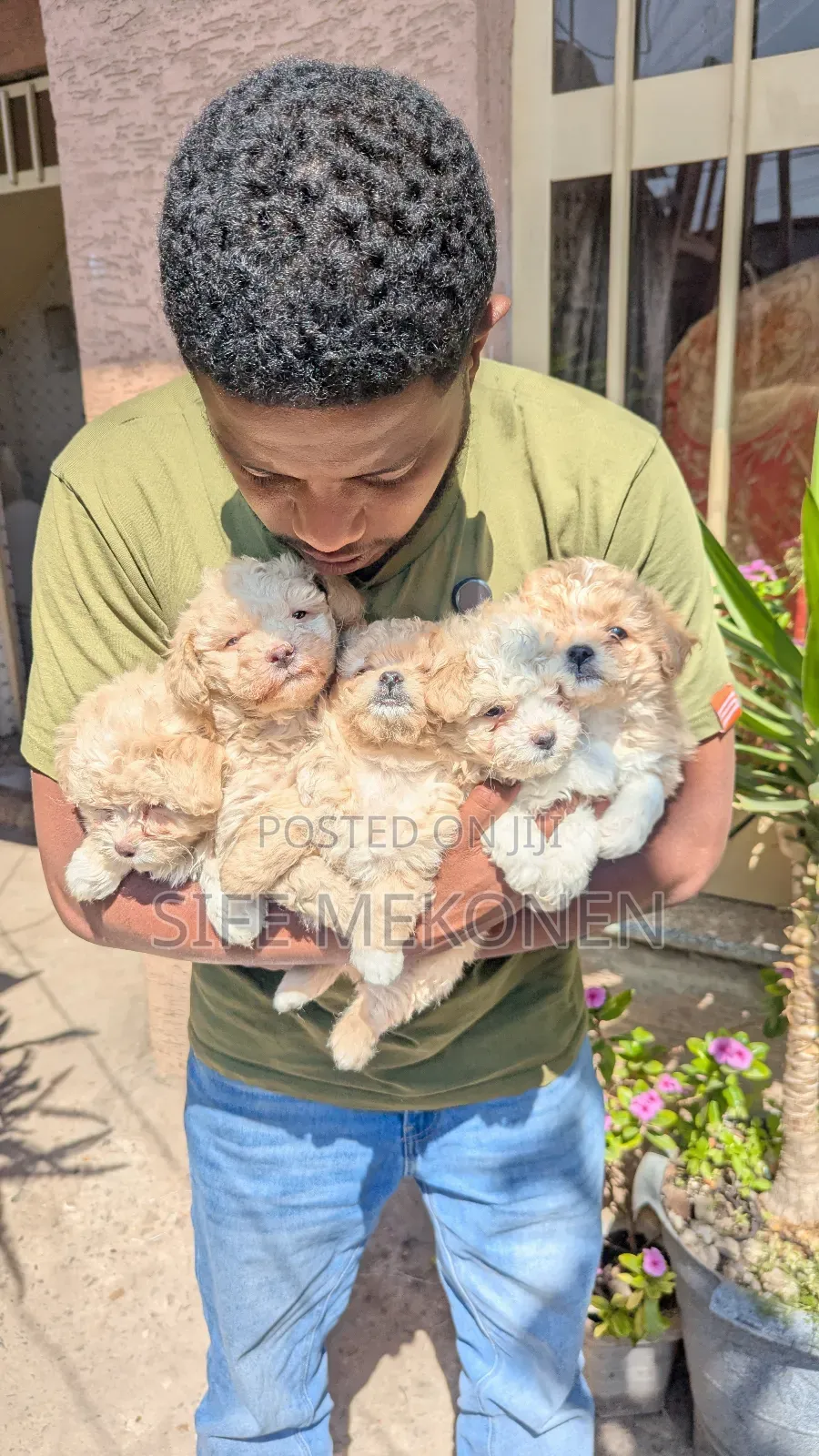 1-3 months Male Purebred Maltese