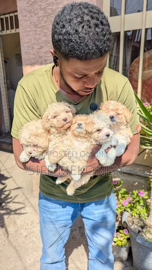 1-3 months Male Purebred Maltese