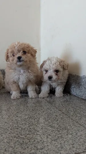 1-3 months Male Purebred Maltese