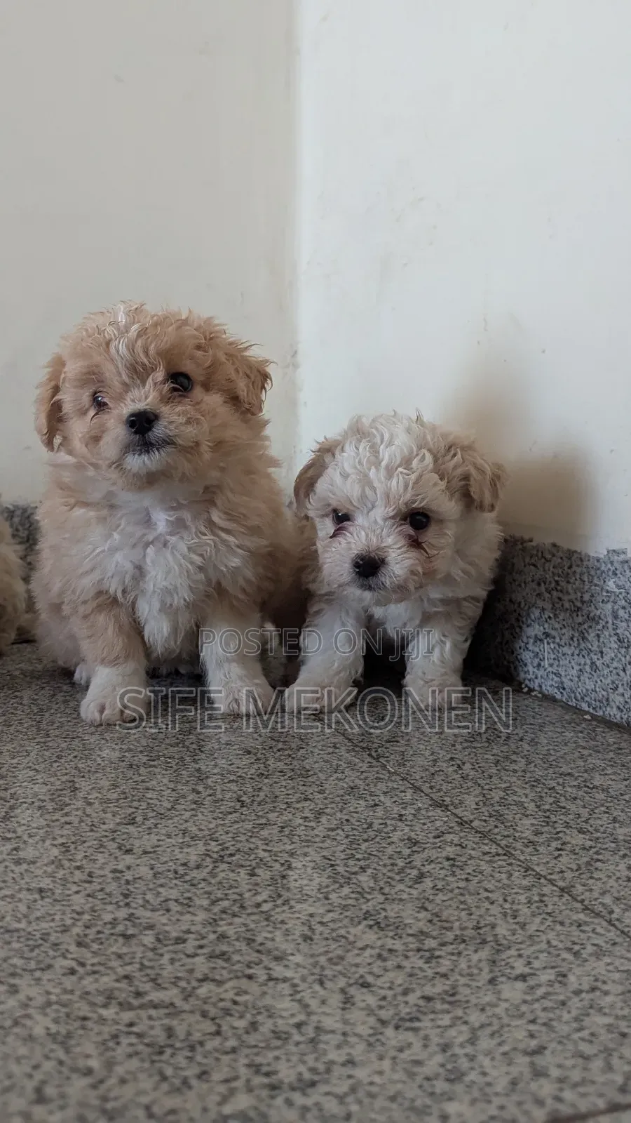 1-3 months Male Purebred Maltese