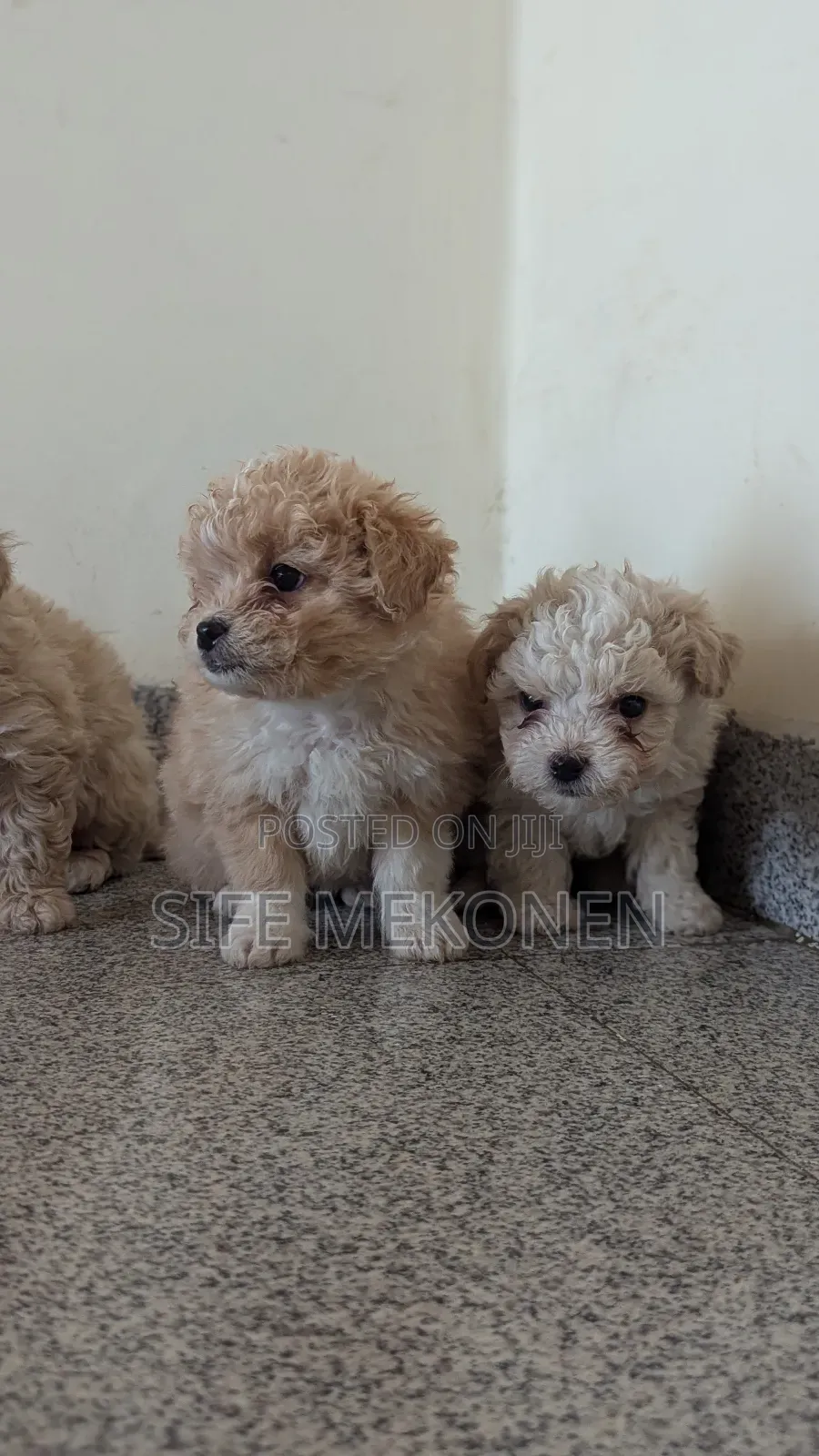 1-3 months Male Purebred Maltese