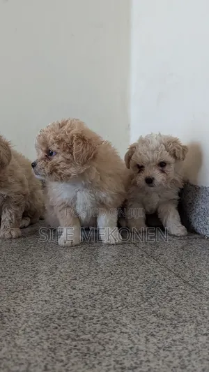 1-3 months Male Purebred Maltese