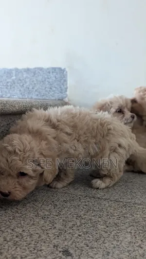 1-3 months Male Purebred Maltese