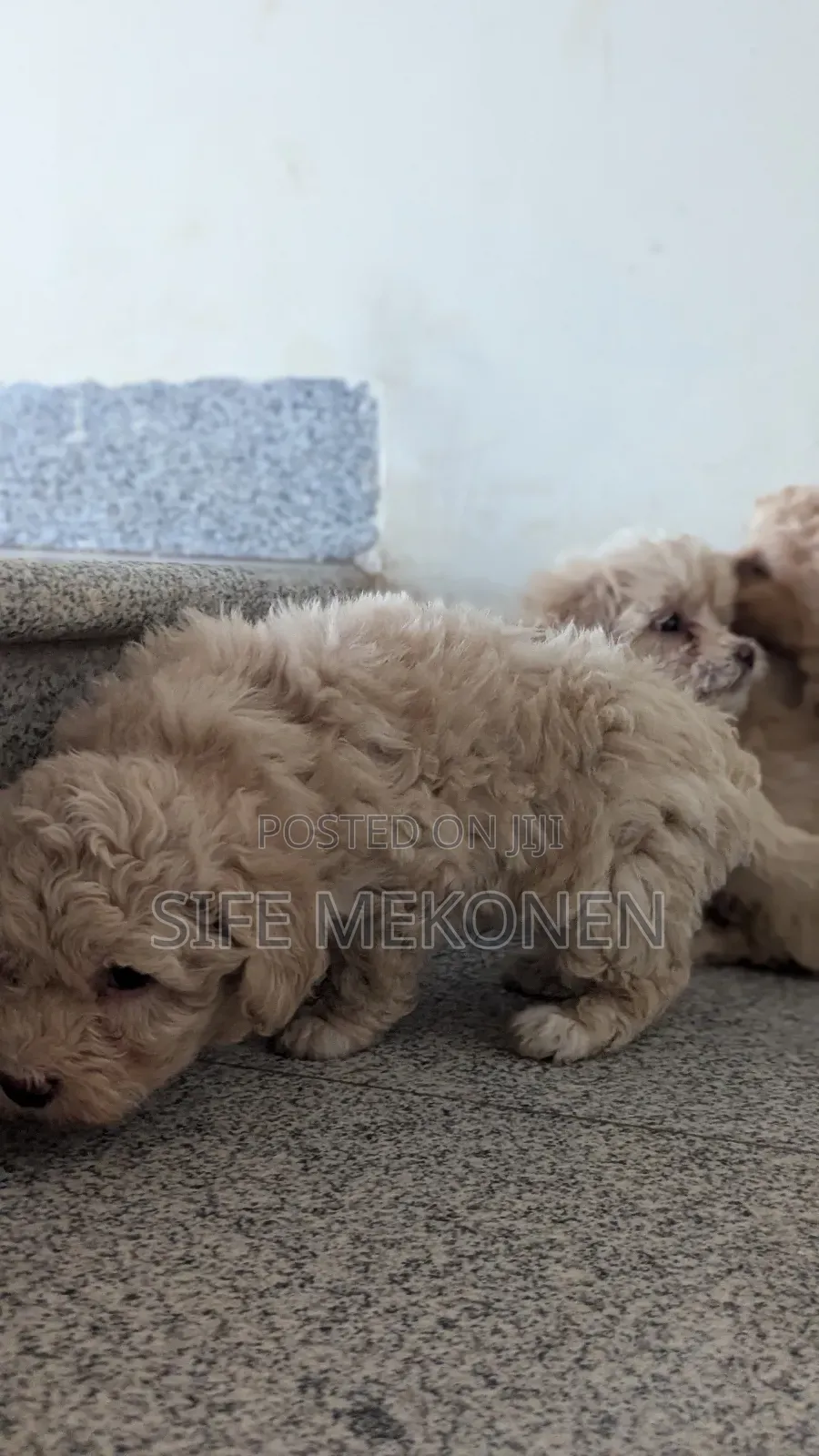 1-3 months Male Purebred Maltese