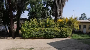 Photo - Land and House 500sqm (Welete) Sheger City