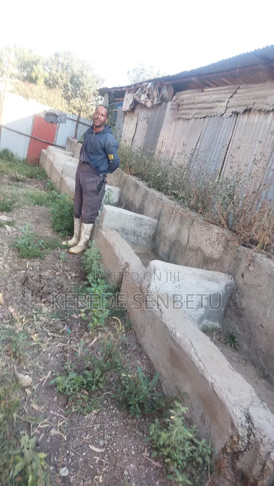 የከብት ማድለቢ Ware House