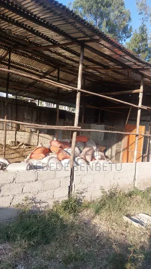 የከብት ማድለቢ Ware House