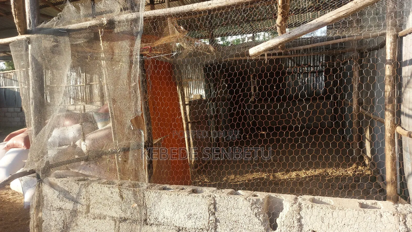 የከብት ማድለቢ Ware House