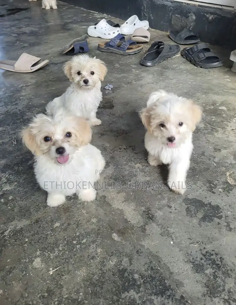 1-3 months Male Purebred Maltese