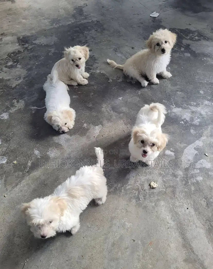 1-3 months Male Purebred Maltese