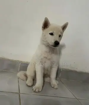 Photo - 1-3 months Male Purebred Siberian Husky