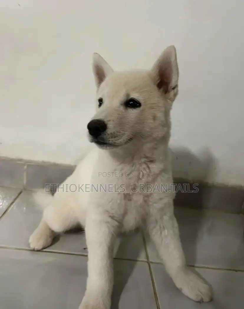 1-3 months Male Purebred Siberian Husky