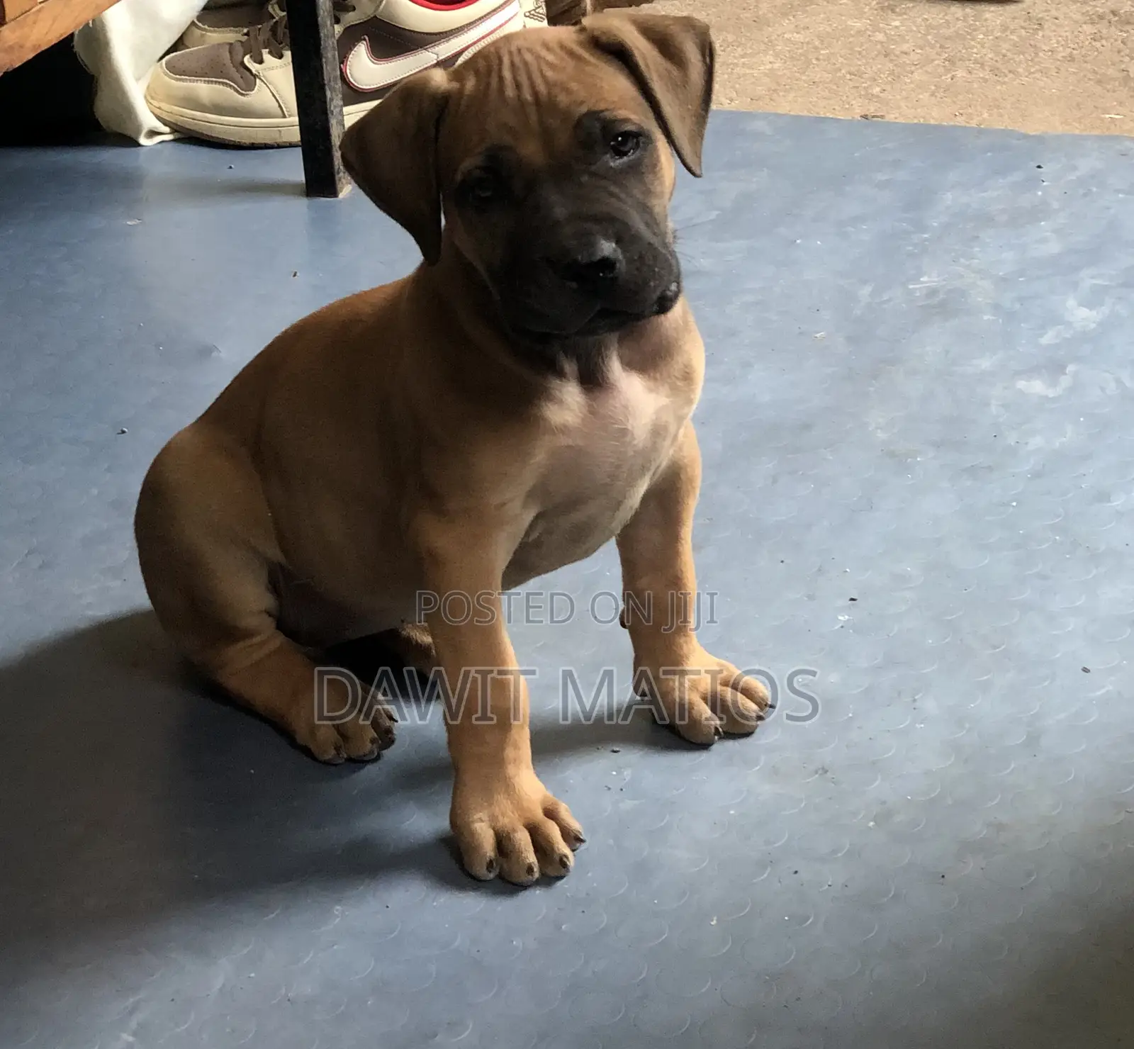 1-3 months Female Purebred Boerboel