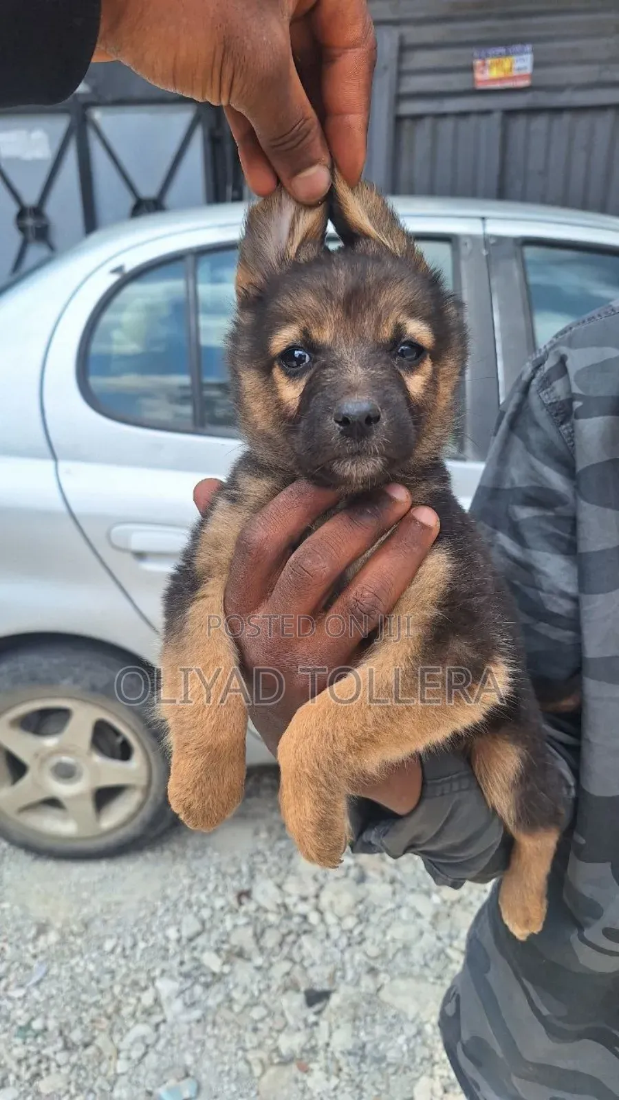 1-3 months Male Purebred German Shepherd