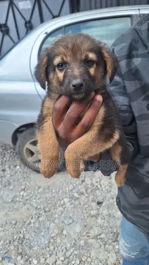 1-3 months Male Purebred German Shepherd