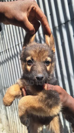 1-3 months Male Purebred German Shepherd