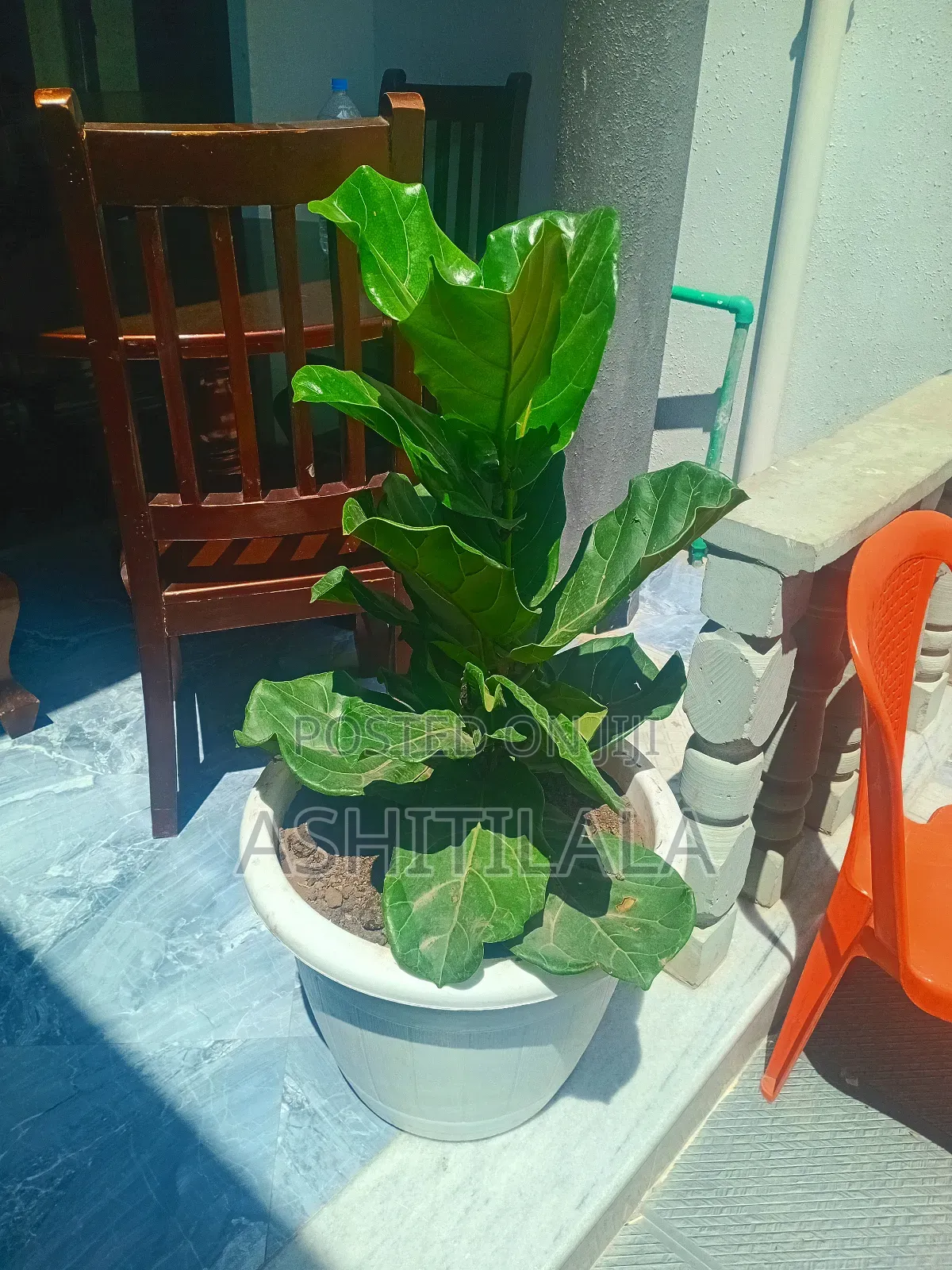 Fiddle-Leaf Fig