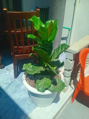 Photo - Fiddle-Leaf Fig