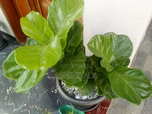 Fiddle-Leaf Fig