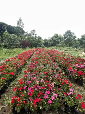Photo - Geranium Different Colorful Flowers