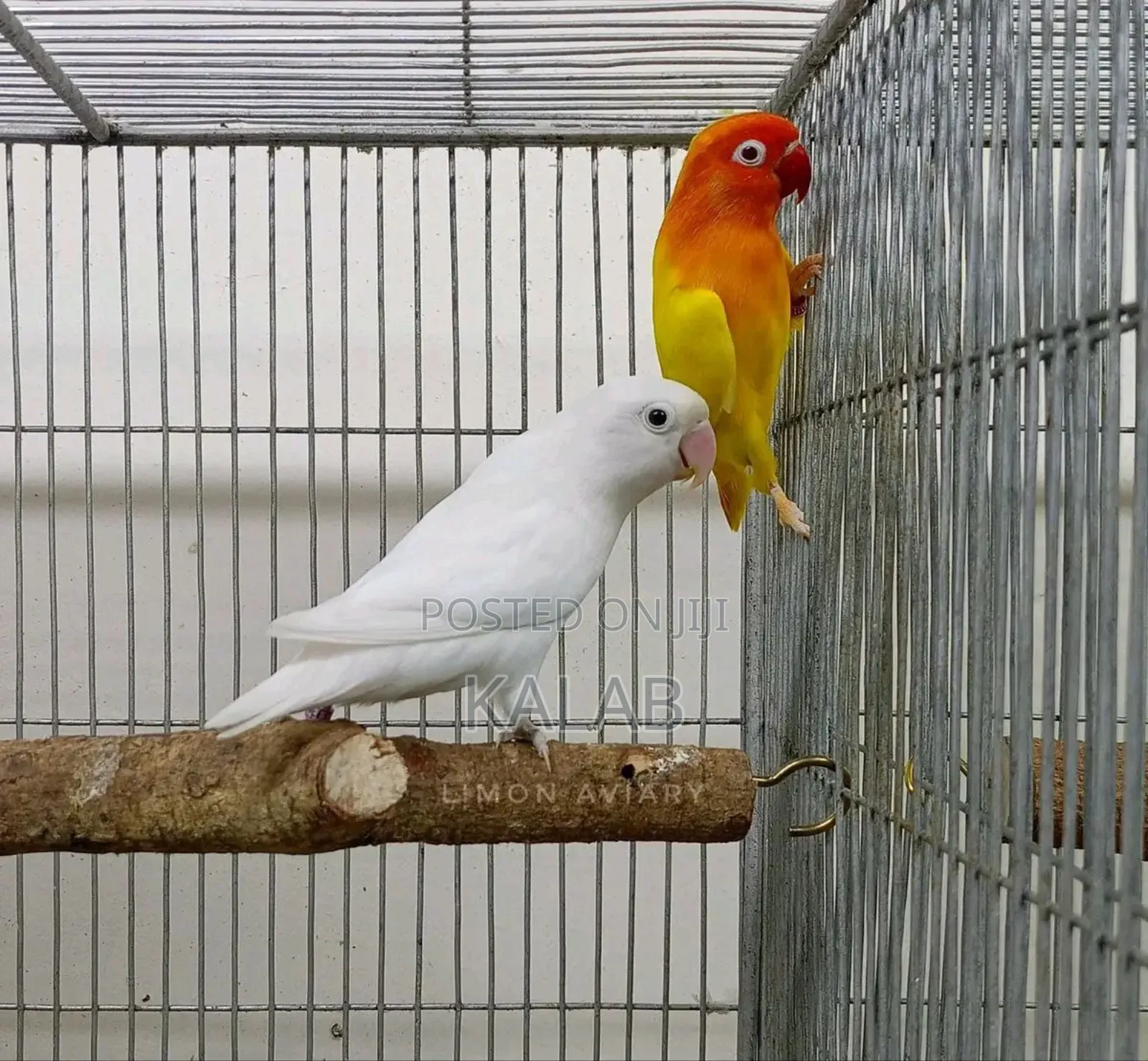 የሚያማምሩ Australia Parrots  አሉን እና እንዳያመልጣችሁ