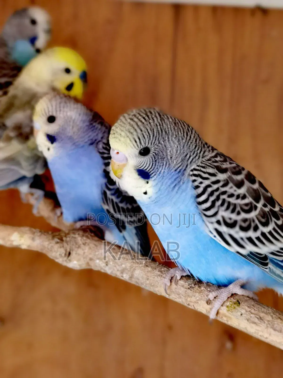 የሚያማምሩ Australia Parrots  አሉን እና እንዳያመልጣችሁ