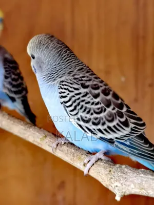 የሚያማምሩ Australia Parrots  አሉን እና እንዳያመልጣችሁ