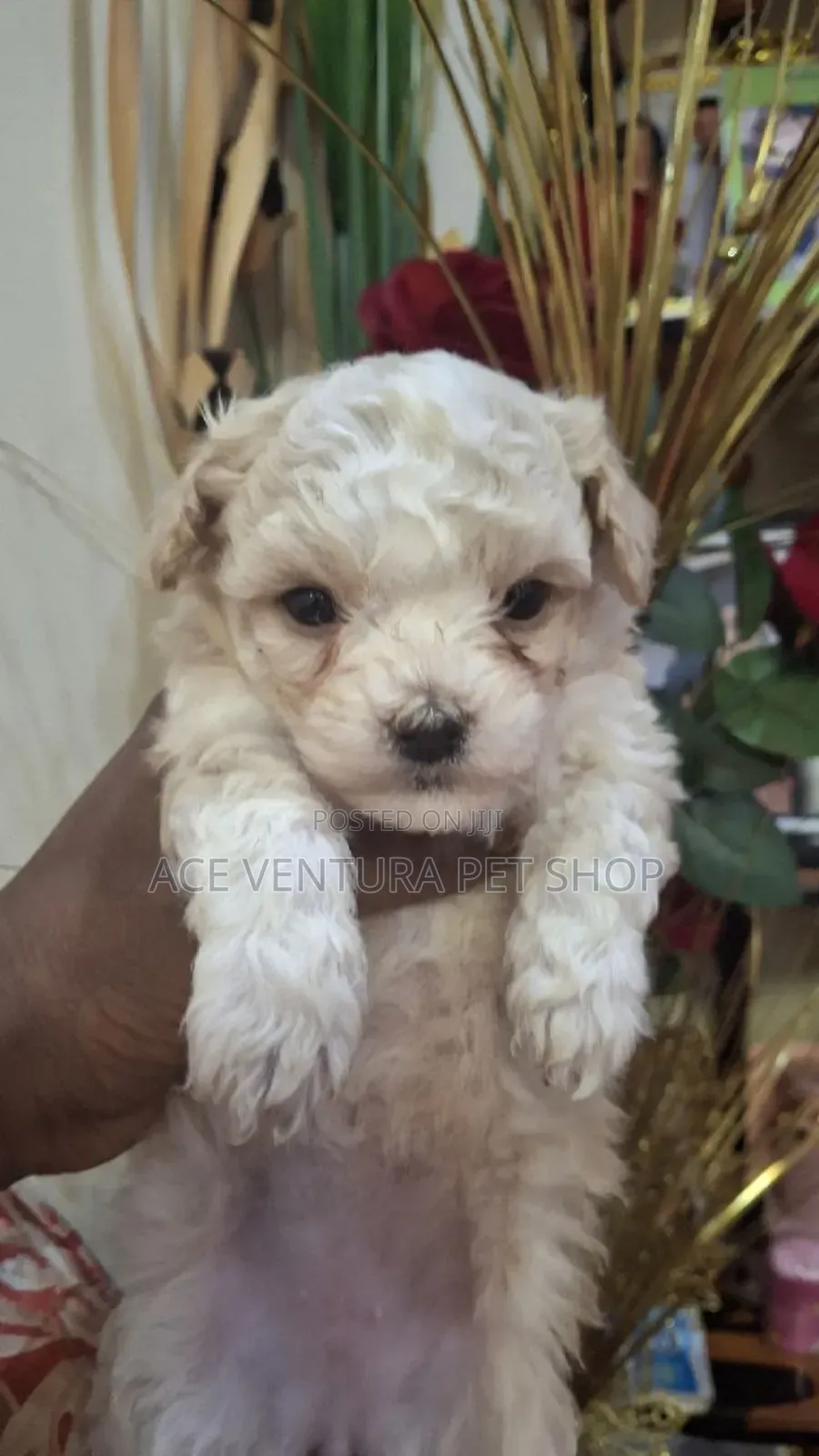 1-3 months Male Purebred Maltese