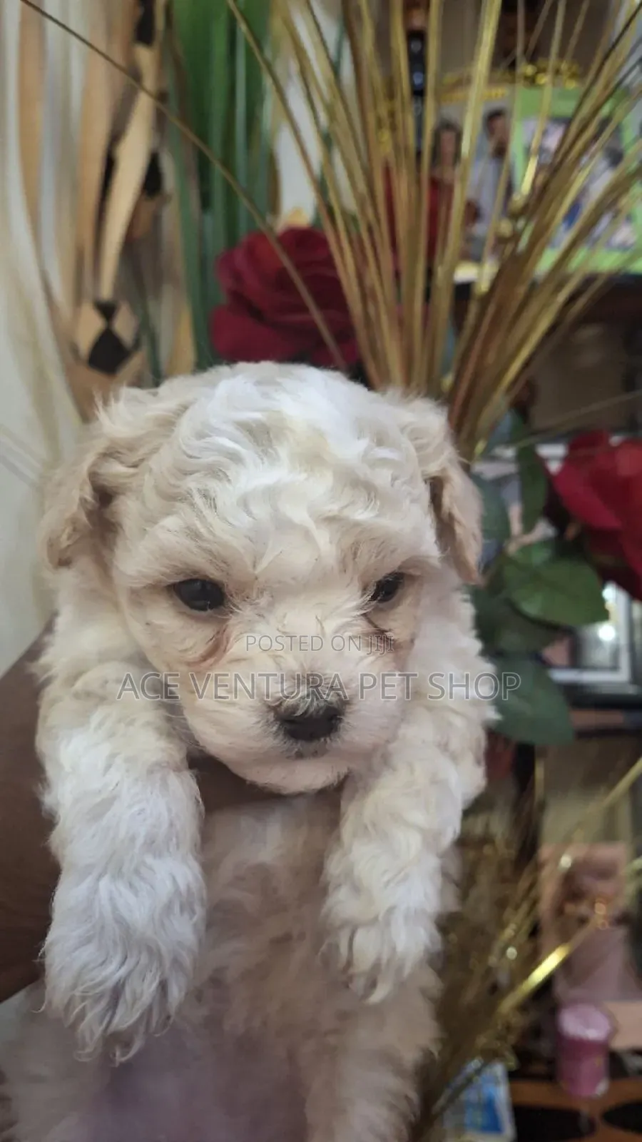 1-3 months Male Purebred Maltese