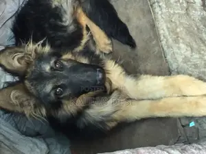 Photo - 3-6 months Female Purebred German Shepherd