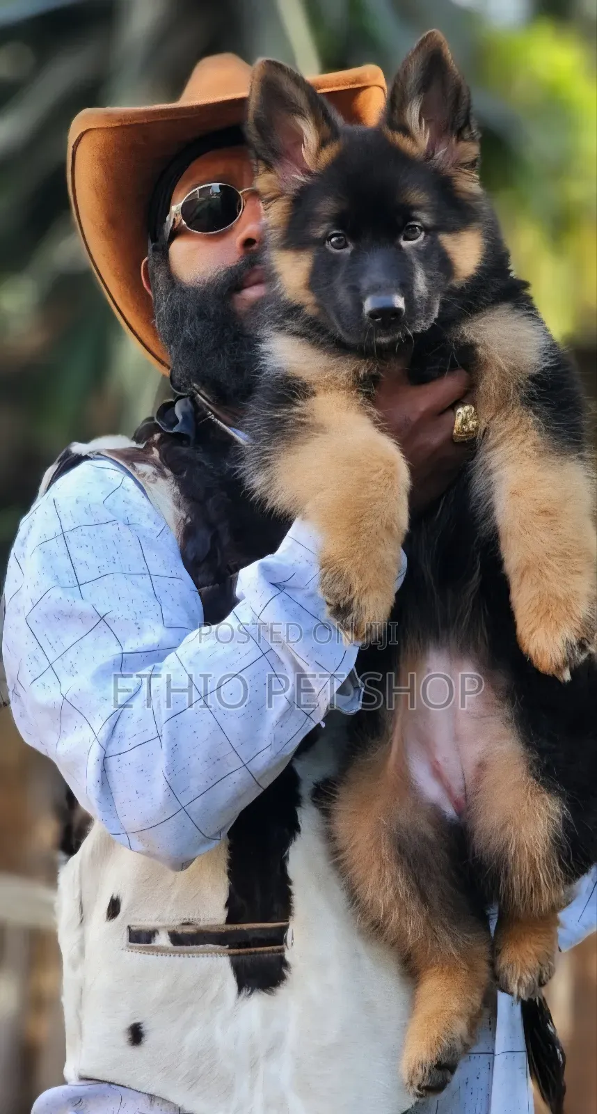 1-3 months Female Purebred German Shepherd