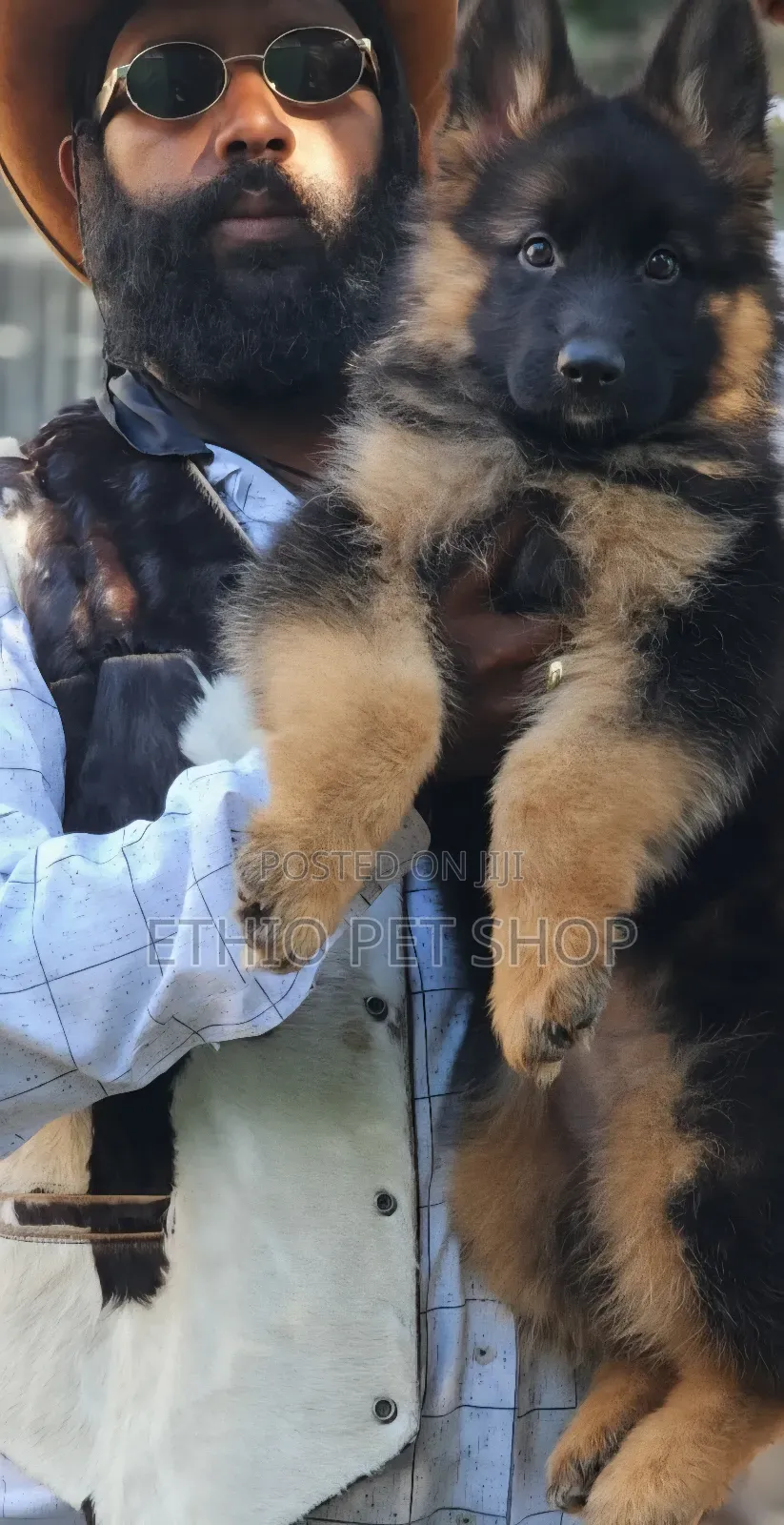 1-3 months Female Purebred German Shepherd