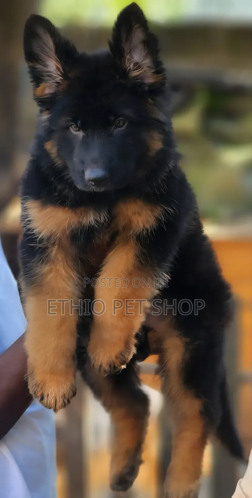 1-3 months Female Purebred German Shepherd