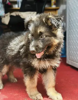 1-3 months Male Purebred German Shepherd