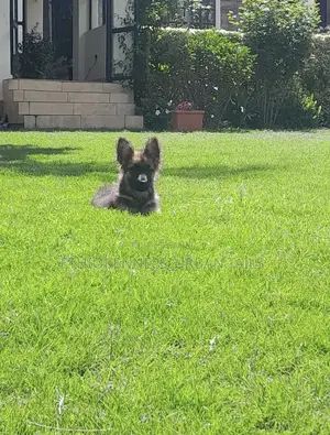 1-3 months Male Purebred German Shepherd
