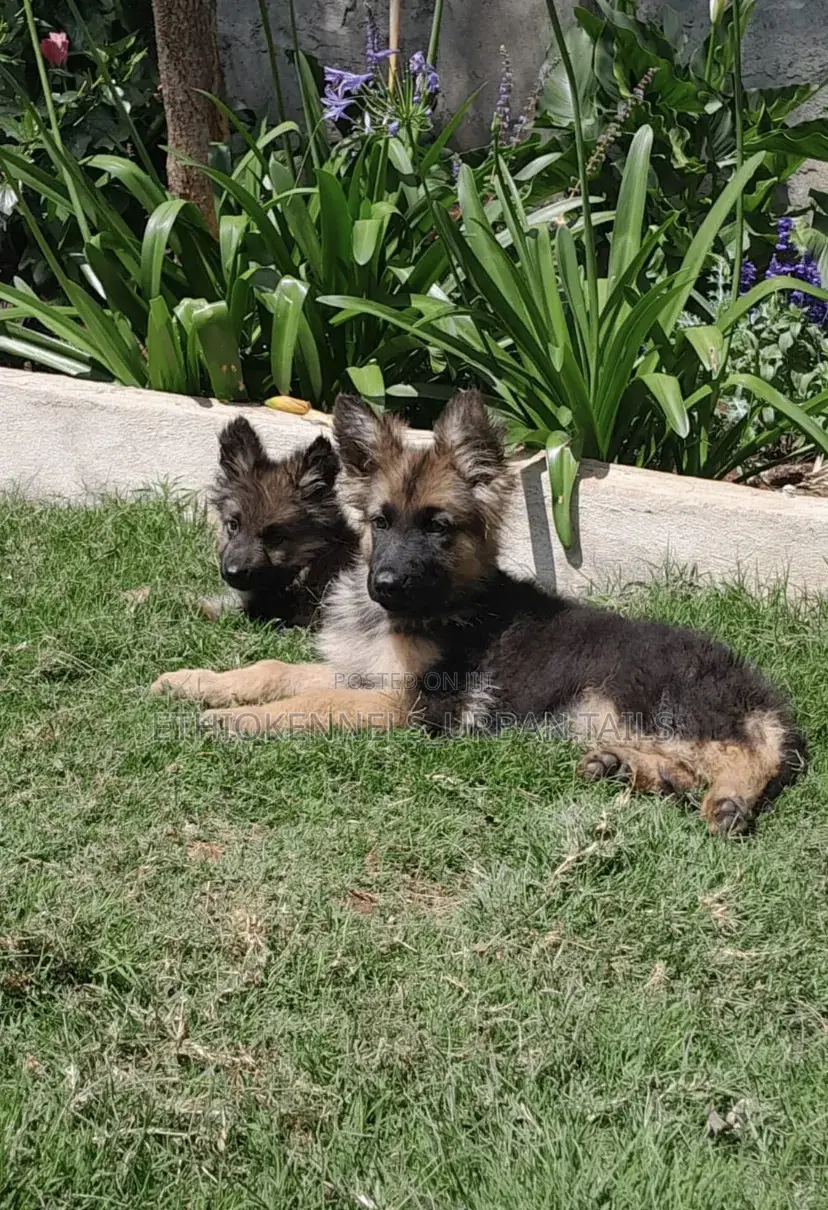 1-3 months Male Purebred German Shepherd