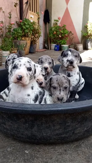 Photo - 1-3 months Male Purebred Great Dane