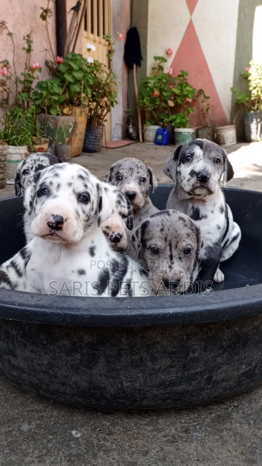 1-3 months Male Purebred Great Dane