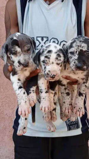 1-3 months Male Purebred Great Dane