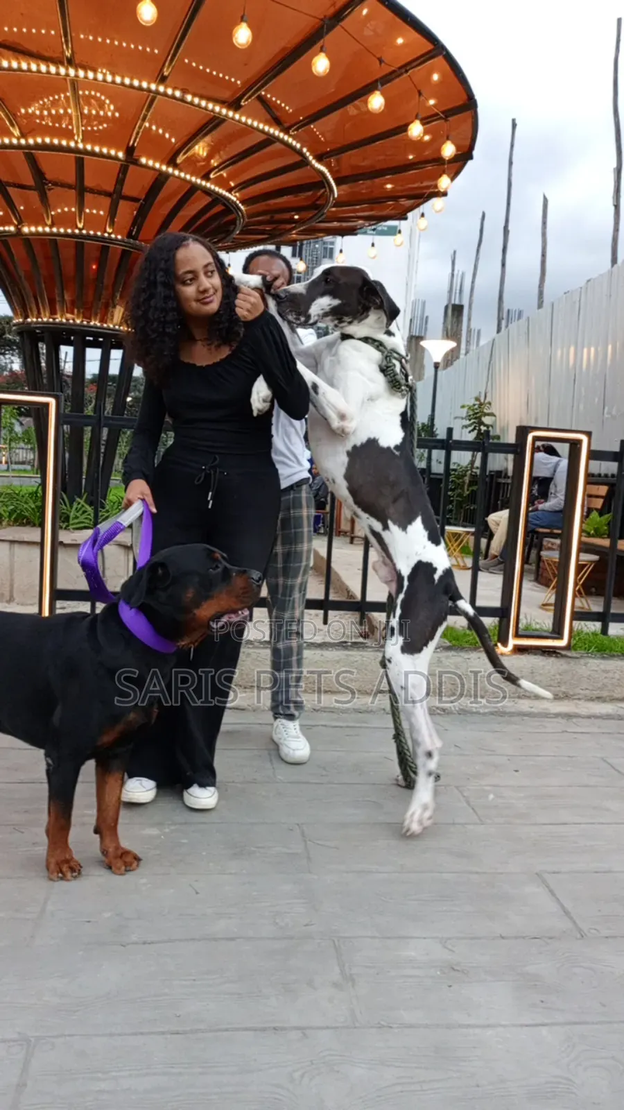 1-3 months Male Purebred Great Dane