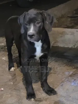 Photo - 3-6 months Male Purebred Boerboel