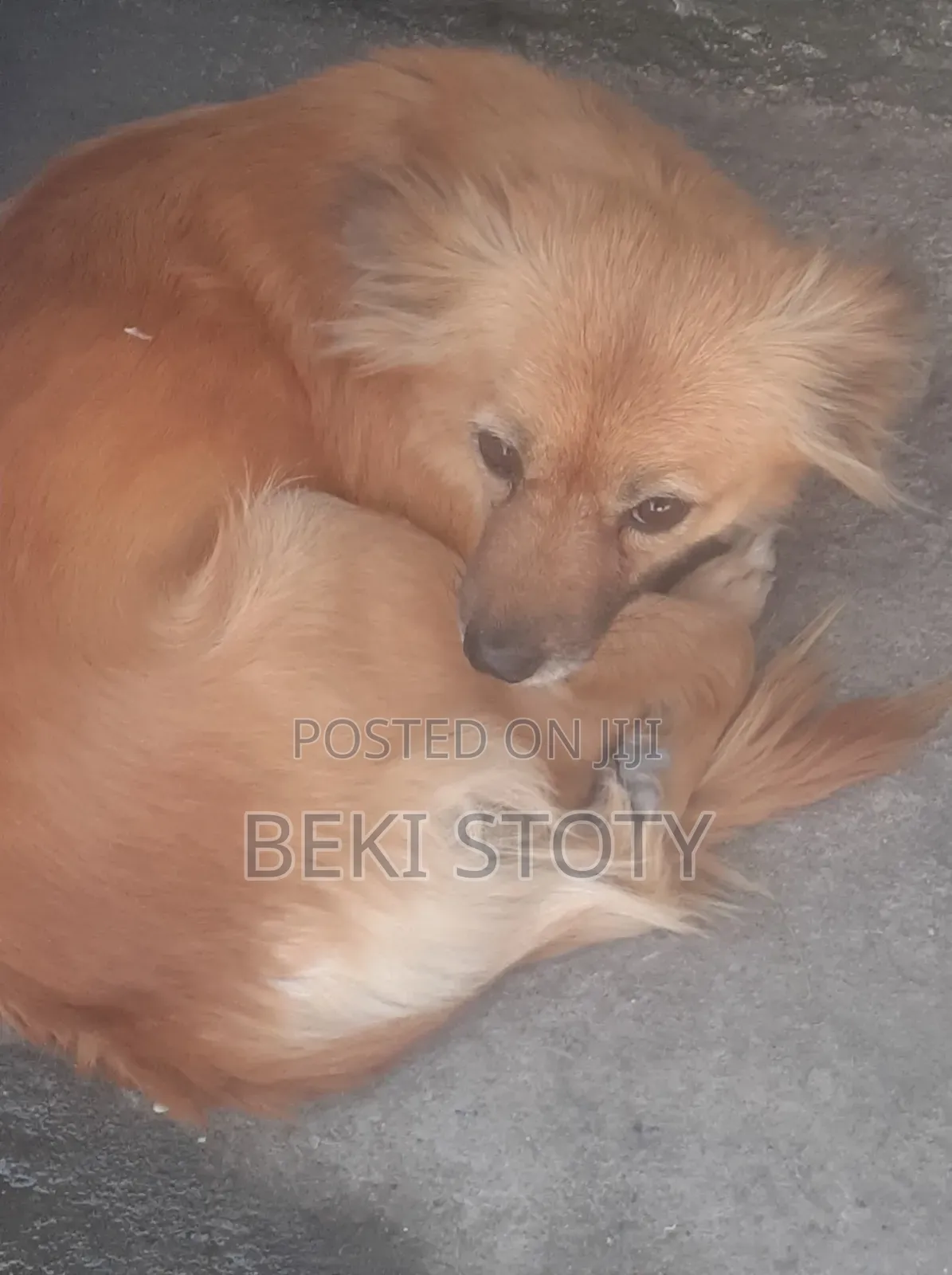 1-3 months Female Mixed Breed Maltese