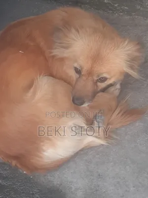 Photo - 1-3 months Female Mixed Breed Maltese