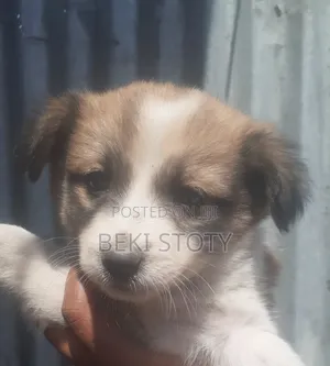 1-3 months Female Mixed Breed Maltese