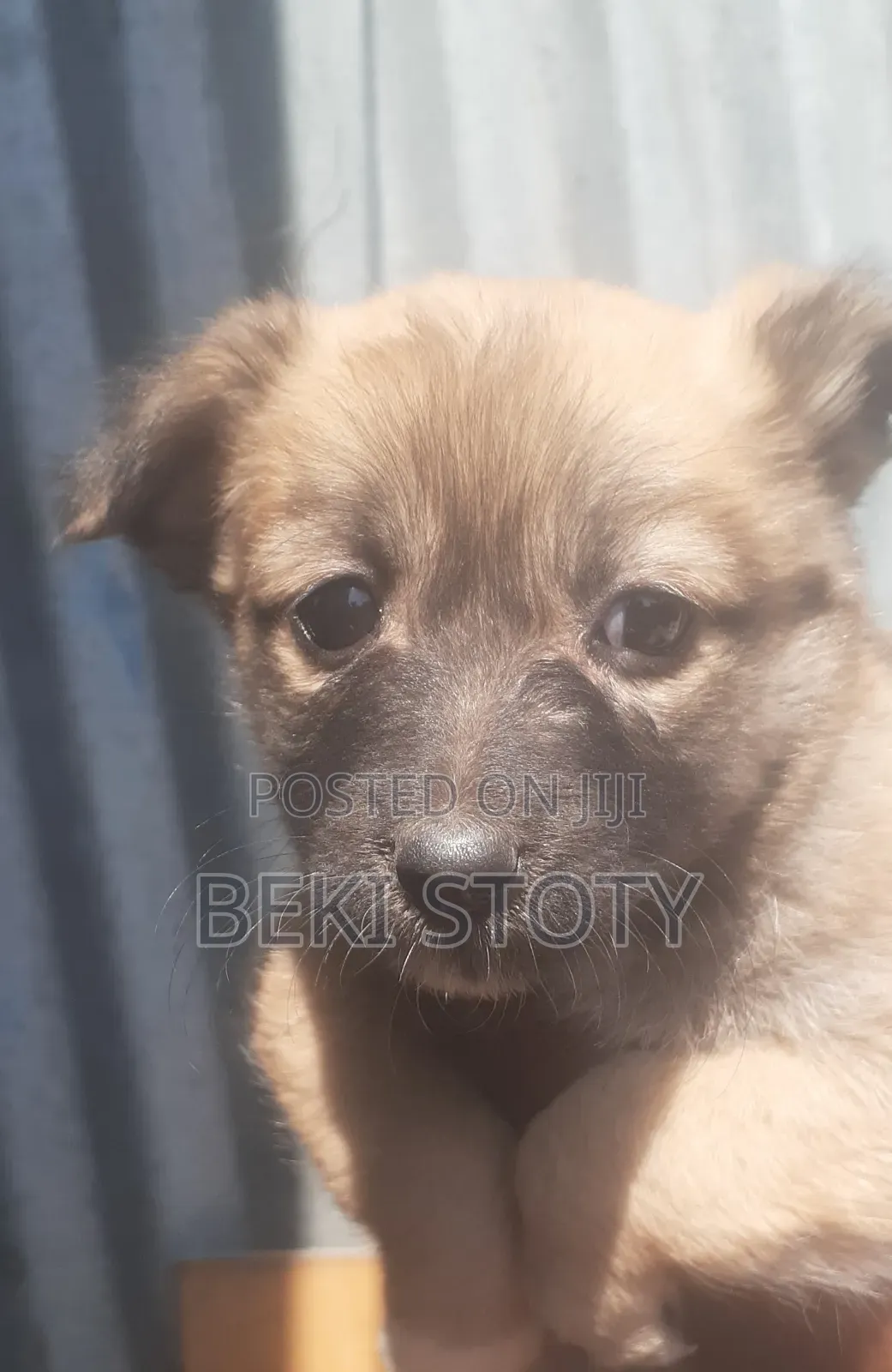 1-3 months Female Mixed Breed Maltese