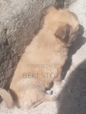 1-3 months Female Mixed Breed Maltese