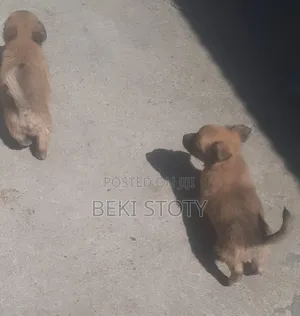 1-3 months Female Mixed Breed Maltese